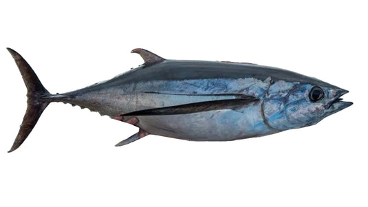 Albacore