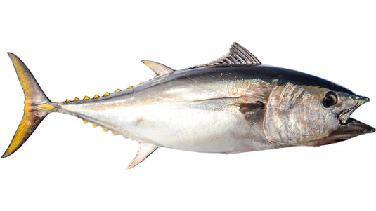 Southern Bluefin Tuna