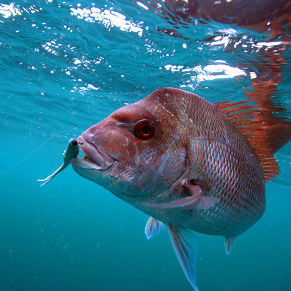 Fishing Station GULP Snapper Plastics Pack
