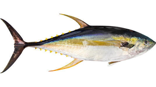 Yellowfin Tuna