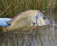 Summer Flats Fishing