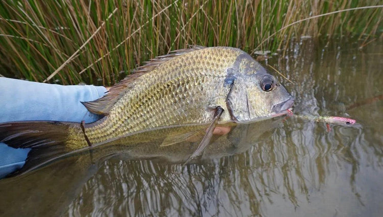Summer Flats Fishing