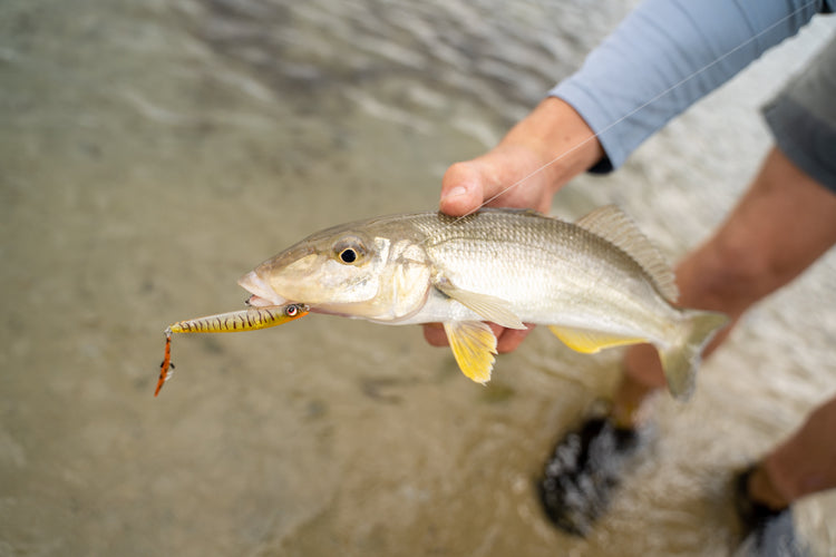 How Water Temperature and Oxygen Affect Fish Feeding