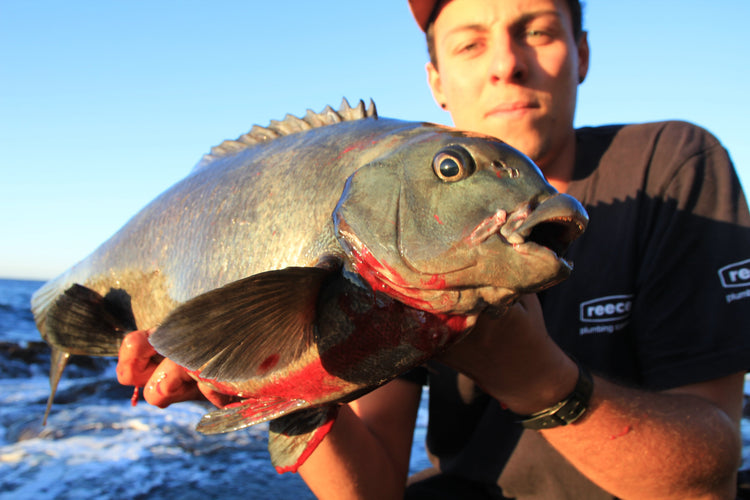 How to Catch Rock Blackfish