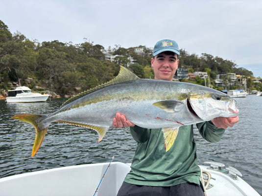 How to catch Sydney Harbour Kingfish