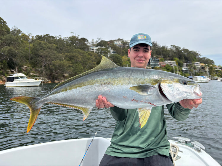 How to catch Sydney Harbour Kingfish