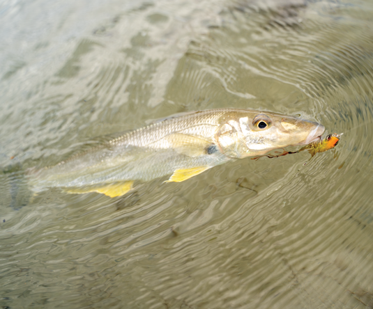 Spring Fishing in Sydney: What to Target, Where to Fish & What Gear to Use