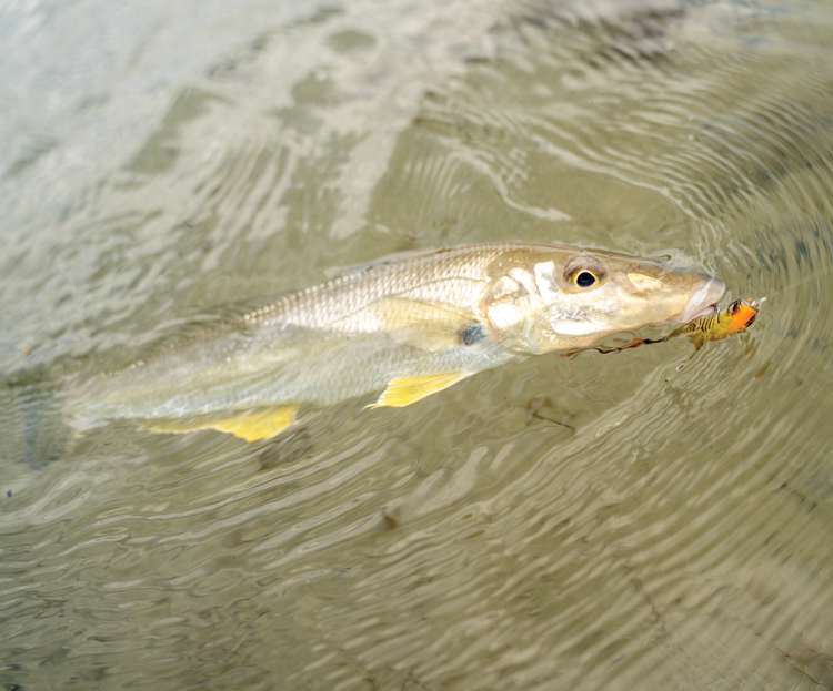 Spring Fishing in Sydney: What to Target, Where to Fish & What Gear to Use
