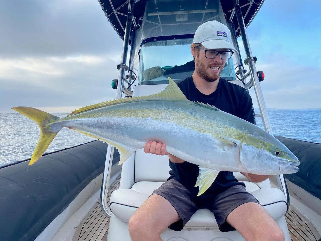 Spring Kingfish in and around Sydney