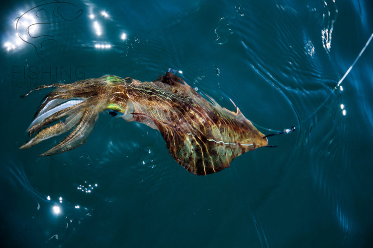 Squid