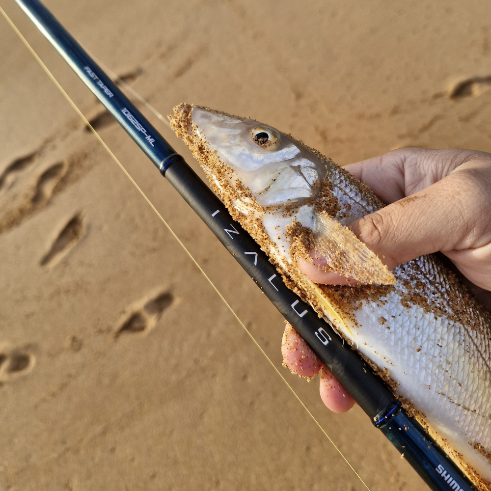 Blackfish/Whiting Beach/Estuary Combo - Nexave 4000 / Izalus 1062ML