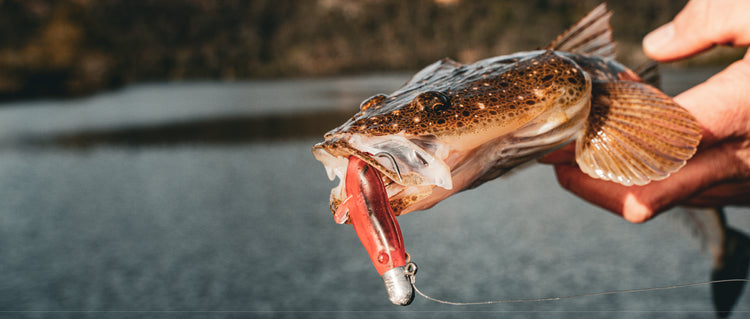 Daiwa Bait Junkie Seminar