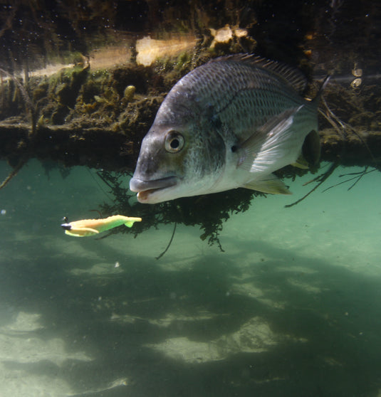 LURES FOR BREAM