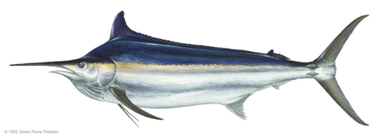 Black Marlin