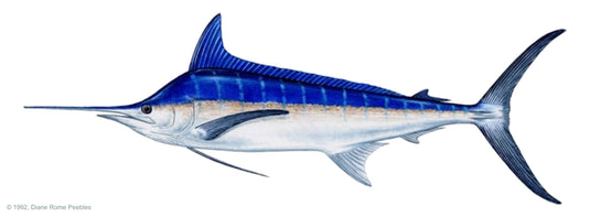 Blue Marlin