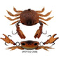 Cranka Crab Treble Hook Model Heavy 5.9g 50mm Lures-Lure - Hardbody-Cranka-Spotted-Fishing Station