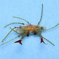 Enrico Puglisi Soft Shell Fly-Lure - Saltwater Fly-Enrico Puglisi-Grass-Fishing Station