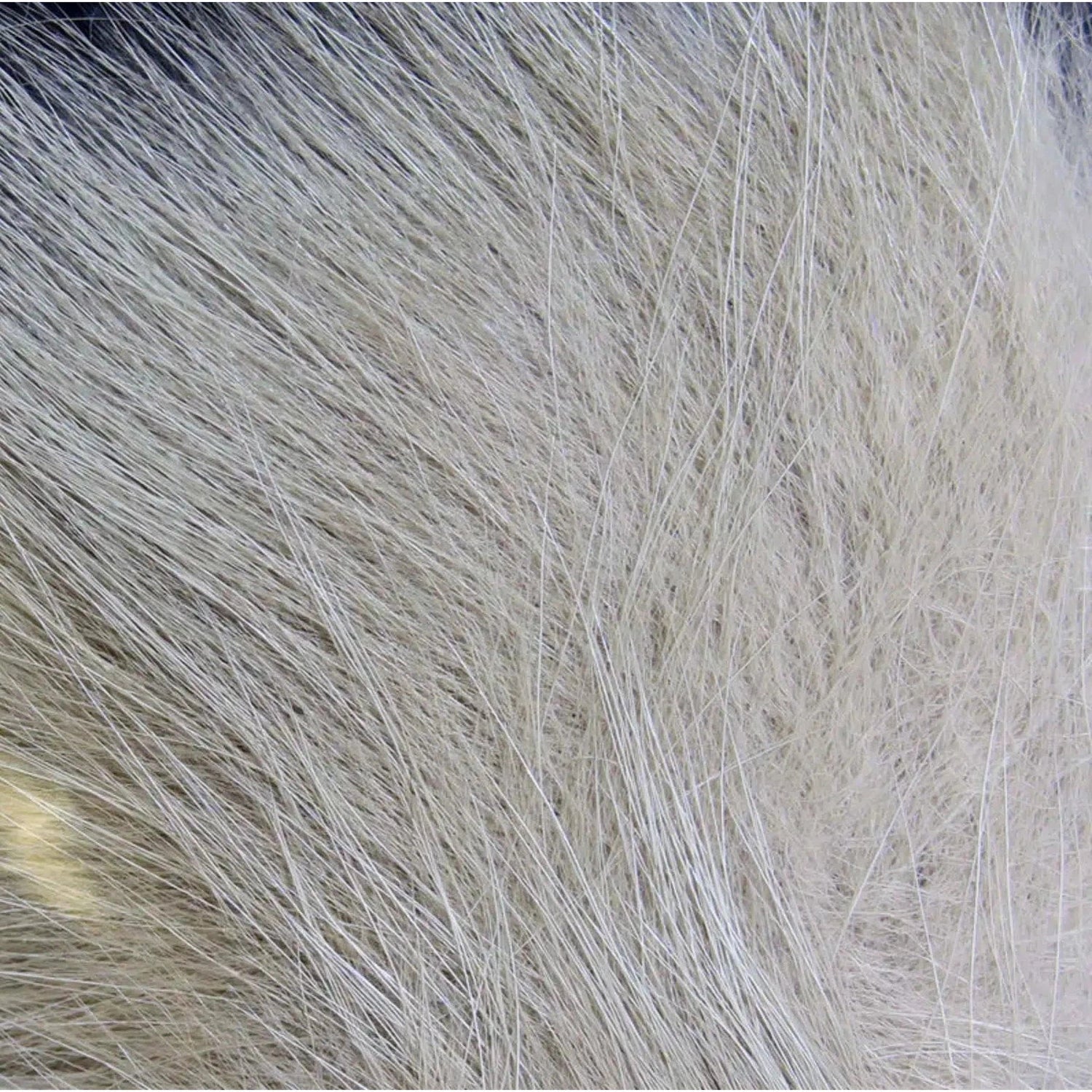 Hareline Arctic Fox Hair-Fly Fishing - Fly Tying Material-Hareline Dubbin LLC-#165 Gray-Fishing Station