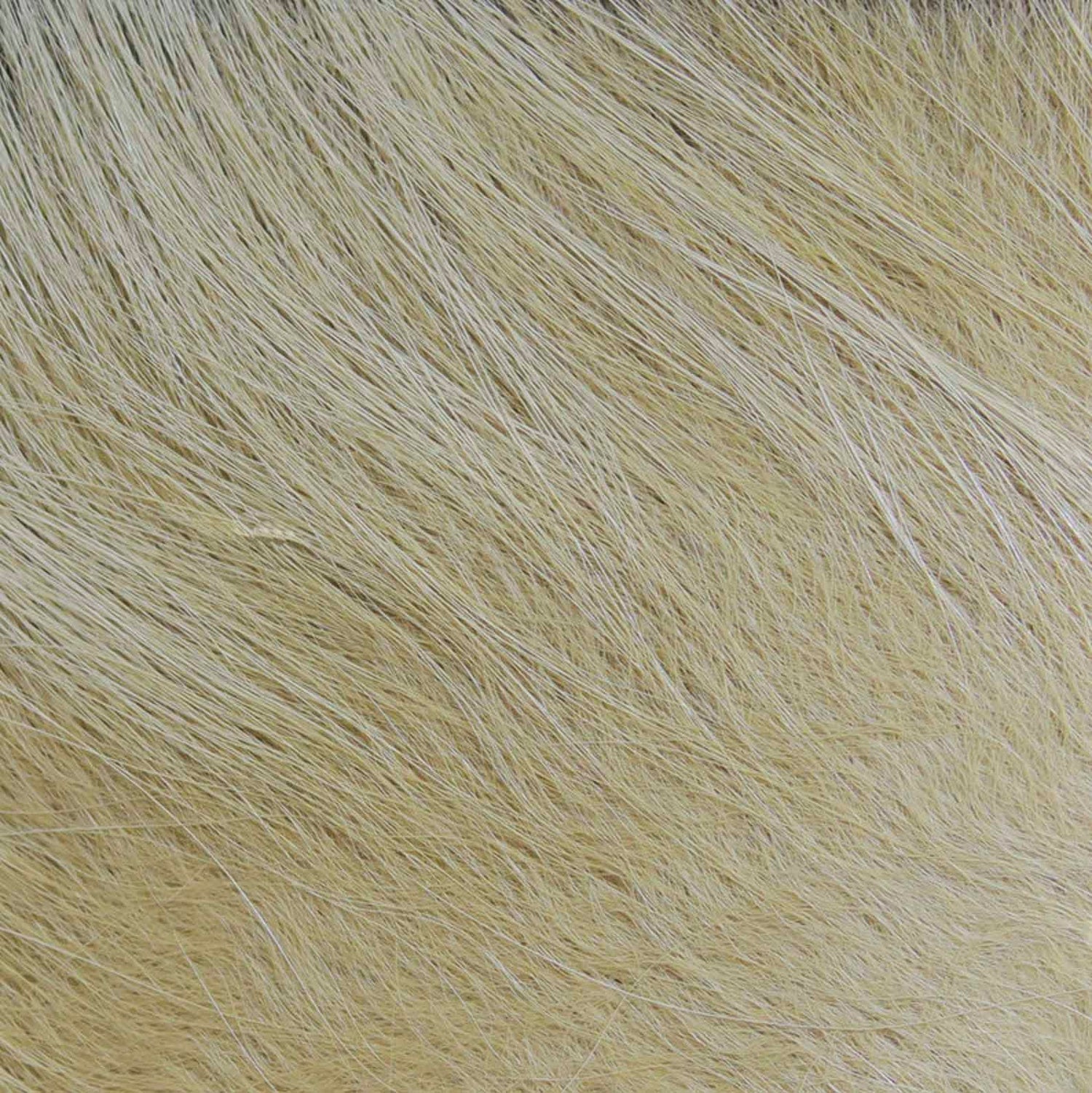 Hareline Arctic Fox Hair-Fly Fishing - Fly Tying Material-Hareline Dubbin LLC-#369 Tan-Fishing Station