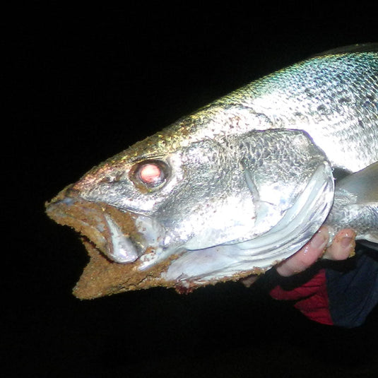 Surf Jewfish