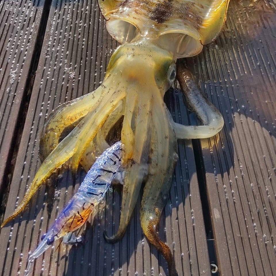 Little Jack Onliest Squid Jig-Lure - Squid Jigs-Little Jack-Size 3.0-#01 Suji-Prawn-Fishing Station