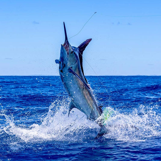 Marlin