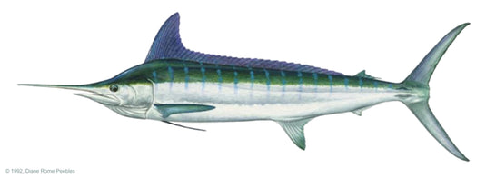 Striped Marlin