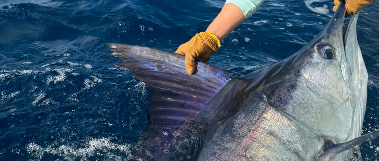 MARLIN SWITCH BAIT SEMINAR