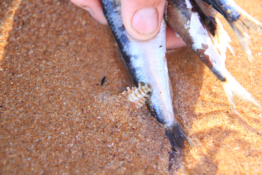 BAIT SELECTION