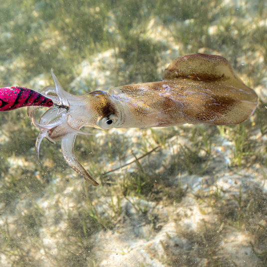 ARROW SQUID