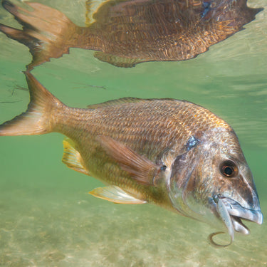 Bream Gear and Guide – Fishing Station