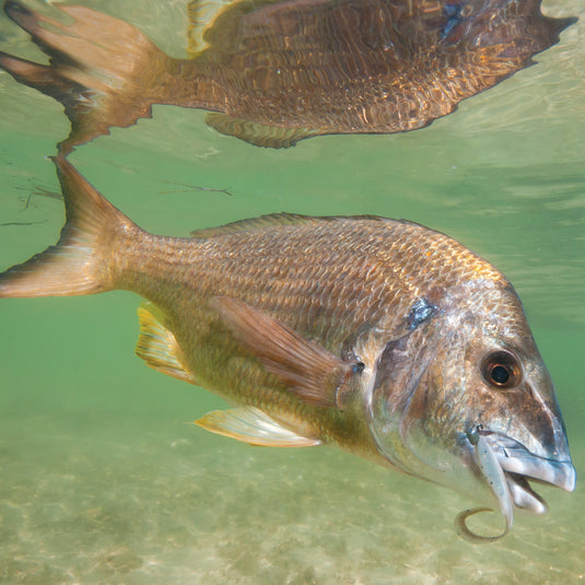Bream