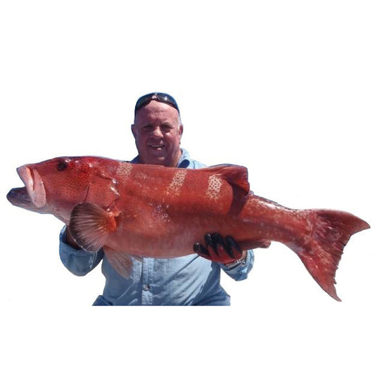 bruce-coral-trout-new-1-1