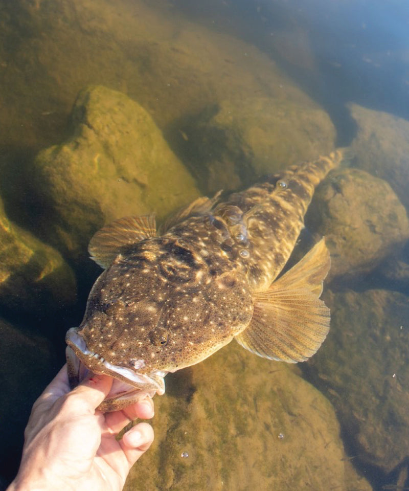 Load image into Gallery viewer, Fishing Station Flathead $99 Pro Pack
