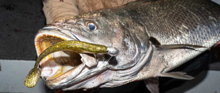 LURE FISHING WORKSHOP