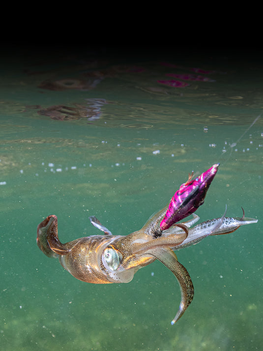 Squid