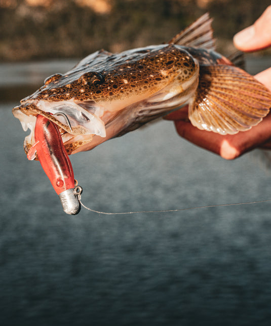 Daiwa Bait Junkie Seminar