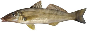 Sand Whiting Gear and Guide